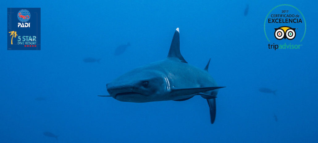 Dive_Coiba_Sharks_PADInew copia