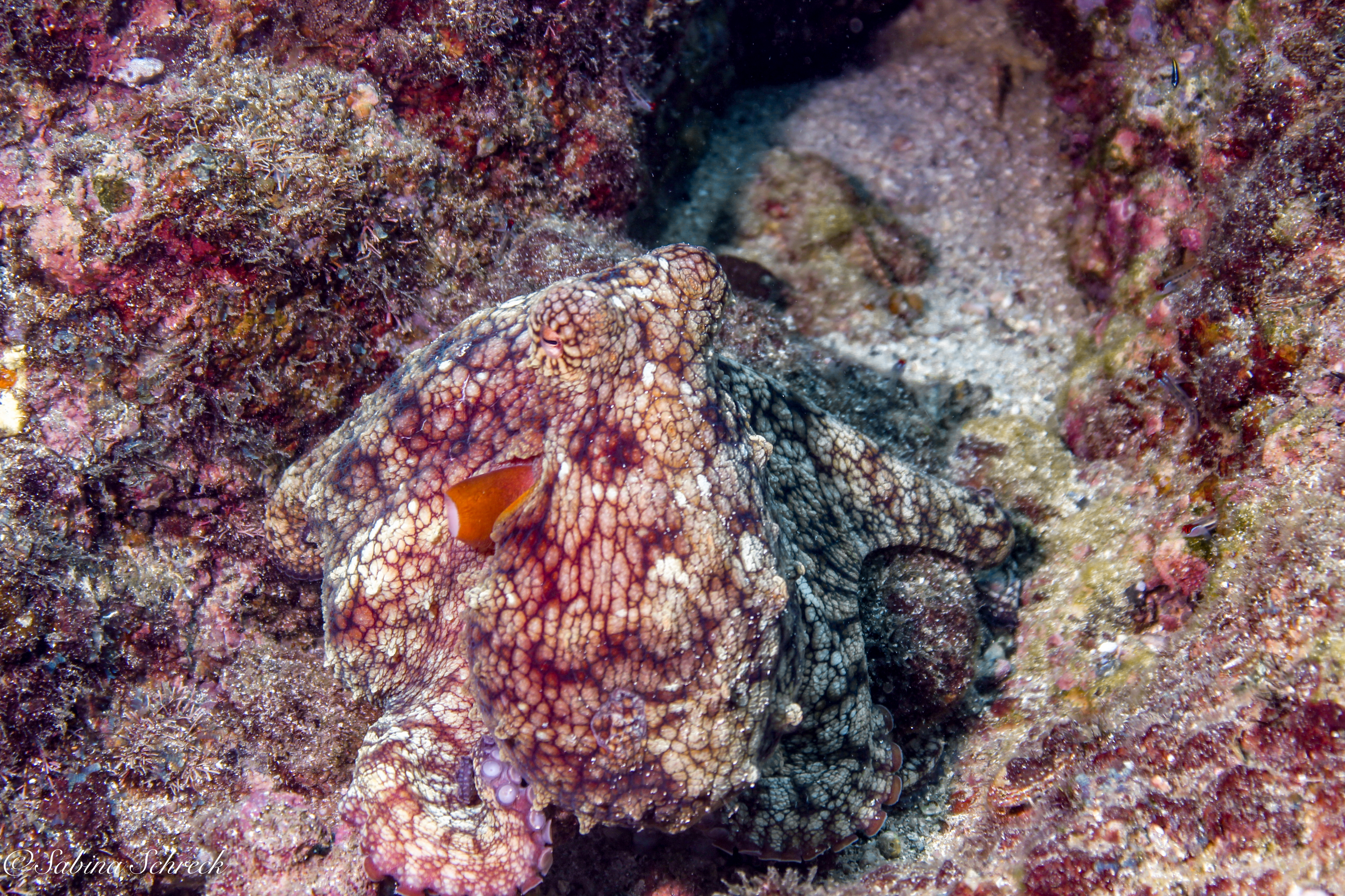 Octopus Papo portuaire-Pieuvre 56013-Neuf 