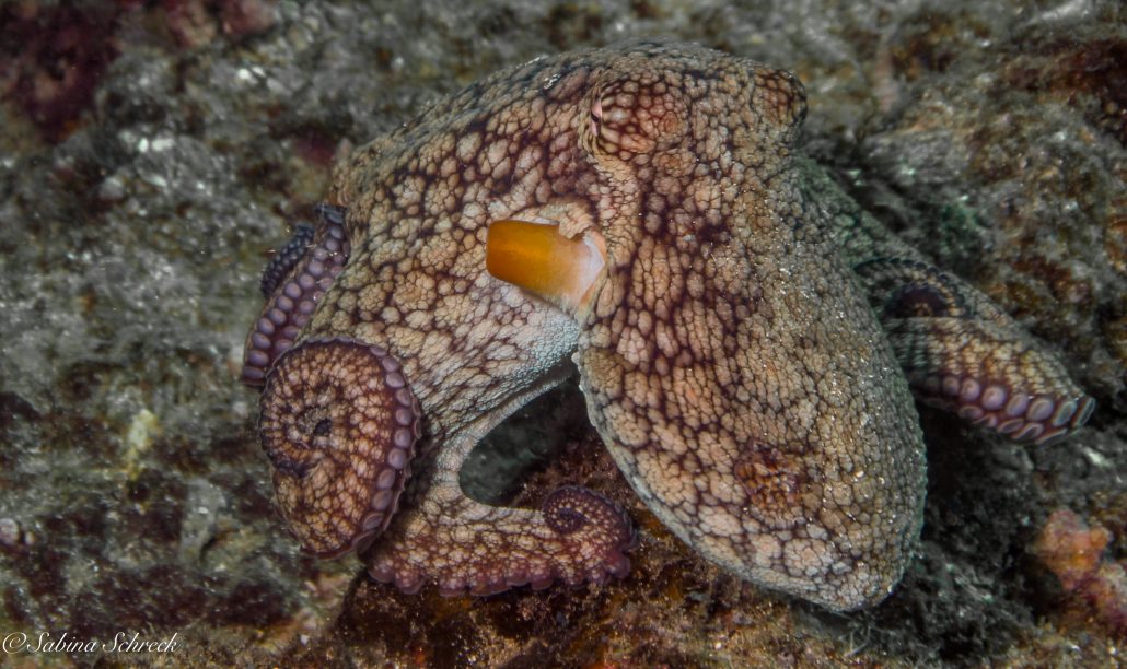 Octopuses: The Masters of Camouflage | Panama Dive Center ...