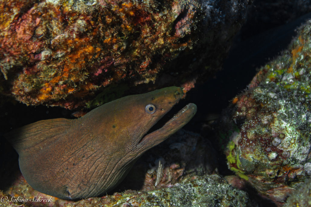 Moray Eels & Groupers Teamwork in the Marine Environment Panama Dive