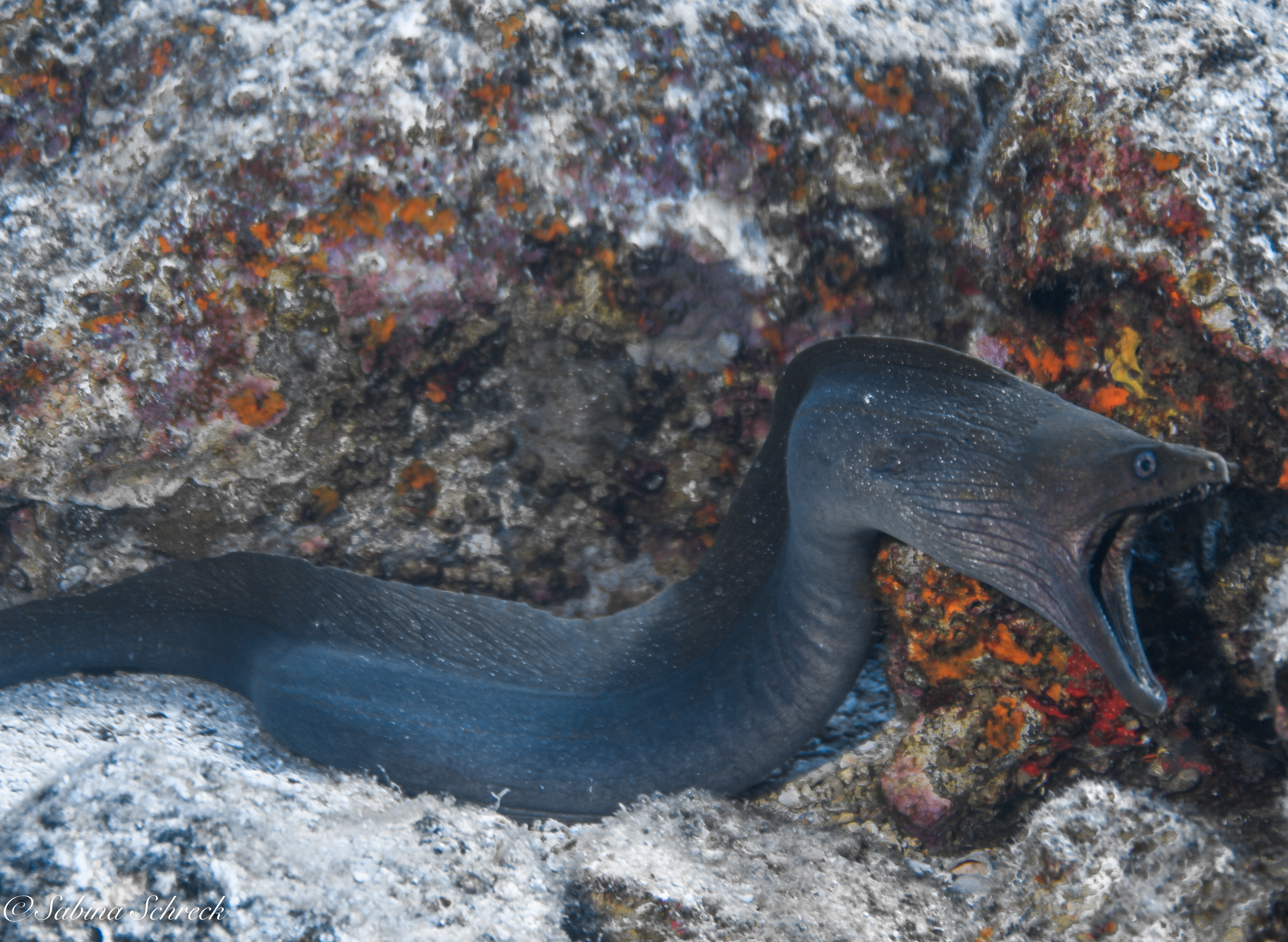 Anguilas y morenas: trabajo en equipo en el medio marino | Panama Dive  Center