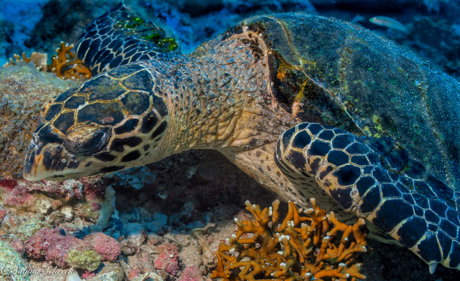 Tortue des mers