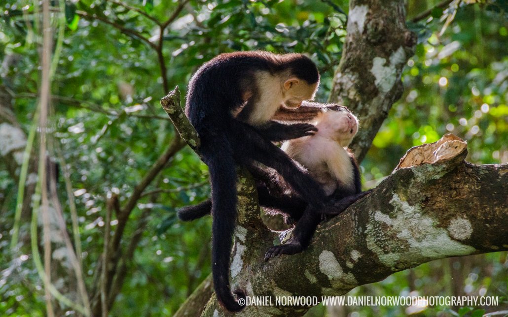 Coiba monkeys