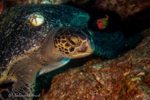 turtle-diving-coiba-panama
